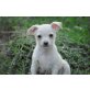 BARTEK, putziger, kleiner Chihuahua-Mischling Welpen - Rüde