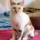 BASATI, Europäische Kurzhaarkatze - Katze