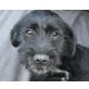 BASIL, Schnauzermischling, Pflegestelle Gänserndorf Welpen - Rüde