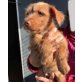 BASTI, Toller Mix Welpen - Rüde