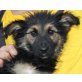 BATY, Schnauzer/Spitzmix,Pflegestelle St.Pölten Welpen - Hündin