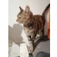 BAULA, Hauskatzen - Katze