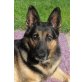 BAX - Pflegestelle Österreich, Deutscher Schäferhund - Rüde
