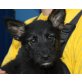 BAX, Schnauzermischling sucht Pflege/Fixplatz Welpen - Rüde