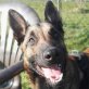 BAXTER ... KLUGER MALINOIS SCHON IN D! - Rüde