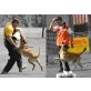 BE AWARE C-Wurf, Malinois Welpen - Rüde