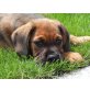 BE-BOY, Boxermix, Pflegestelle Fischamend Welpen - Rüde