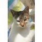 BEA, Tierschutz - Katze