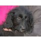 BEANIE, Schnauzer/Spanielmix,Pflegestelle Graz Welpen - Hündin