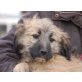 BEARLY, Schnauzer/Spanielmischling,Pflegestelle Graz Welpen - Rüde