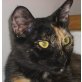BEAUTY 'Die exotische Schönheit', Pflegestelle Graz - Katze
