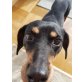 BEBA, Slowakischer Vorstehhund - Hündin