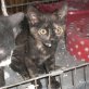 BEBITA, Europäische Kurzhaarkatze - Katze