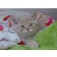 BEETHOVEN Männlich, Britisch Kurzhaarkatze - Kater