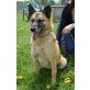BEGGIS, Schäferhund Mischling - Rüde