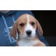 BEGO, Beagle/Spanielmischling,Pflegestelle Nö Welpen - Rüde