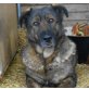 BEKY 2, Pflegestelle Salzburg, GNADENBROTPLATZ GESUCHT - Schäfermix - Hündin