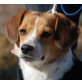 BEKY - Pflegestelle Niederösterreich, liebenswerte, verschmuste BEAGLE-Mix - Hündin