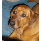 BELLA 13. Pflegestelle Steiermark, Ridgebackmix - Hündin