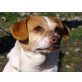BELLA 7, Pflegestelle Hochneukirchen, Beaglemix - Hündin