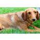 BELLA, BELLA wartet in LINZ! - Hündin