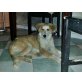 BELLA, Collie-Mix - Hündin