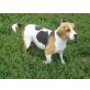 BELLA DONNA, ruhige Familien-Beagle - Hündin
