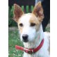 BELLA, Fröhliche Mix Hündin - Hündin
