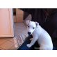 BELLA, Jack-Russell-Terrier Welpen - Hündin