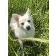 BELLA, Kleinspitz - Hündin