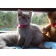 BELLA UND BAHIYA vom SIMBALAND, Britisch Kurzhaarkatze - Katze
