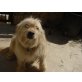 BELLA ein Seelenhund, Tibetterrier - Mix - Hündin