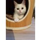BELLA, entzückendes Perser-Mix-Mädchen - Katze