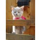 BELLA vom SIMBALAND, Britisch Kurzhaarkatze - Katze