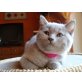 BELLA vom Simbaland, Britisch Kurzhaarkatze - Katze