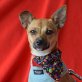 BELLADONNA - Linares, Pinscher-Mischling - kastriert Welpen - Hündin