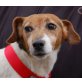 BELLANA - Pflegestelle Oberösterreich, kleine Jack-Russel - Hündin