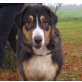 BELLE, Mix - Hündin