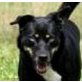 BELLI 'Die zweite Chance' - Pflegestelle O.Ö, Schäfer-Husky-Mischling - Hündin