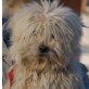BELLINI, Pflegestelle Niederösterreich, MINIBOBTAIL - aktiver, fröhlicher Mix - Rüde