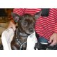 BELLO, Chihuahua kurzhaariger Schlag - Rüde