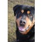 BELLO - Pflegestelle Steiermark, unternehmungslustiger Rottweiler - Rüde