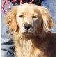 BELMONTE - Pflegestelle Österreich, Retriever - Spaniel - Mix - Rüde