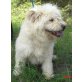 BELO, Chow Chow/Pudel Mix - Rüde