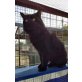 BELTZA, Perser-Mix - Kater