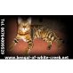 BENGAL OF WHITE CREEK, Bengalkatze - Katze