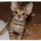 BENGAL OF WHITECREEK, Bengalkatze - Kater