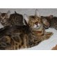BENGAL OF WHITECREEK, Bengalkatze - Kater