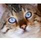 BENGAL OF WHITECREEK, Bengalkatze - Kater