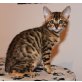 BENGAL OF WHITECREEK, Bengalkatze - Kater